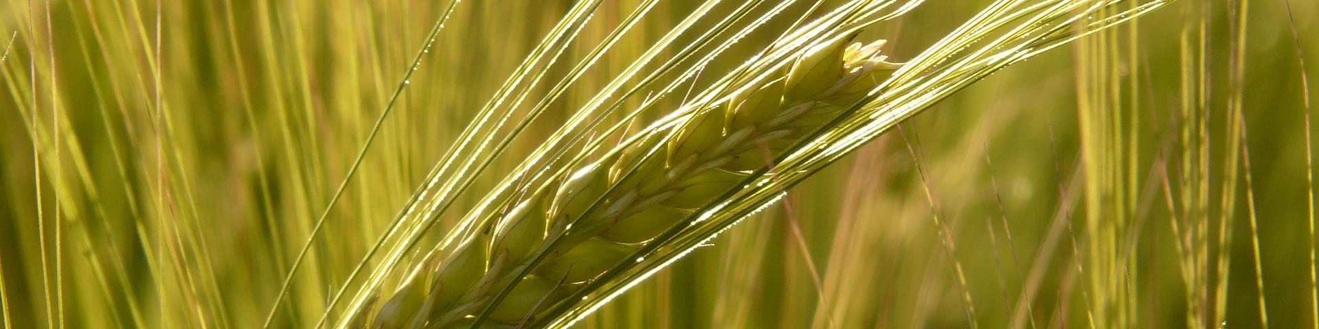  barley-field-8230_1920.jpg